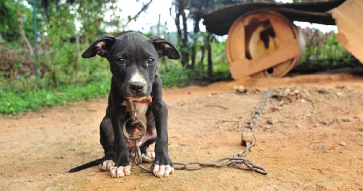 No dejar animales atados con cadenas durante días y, sobretodo, enjaulados