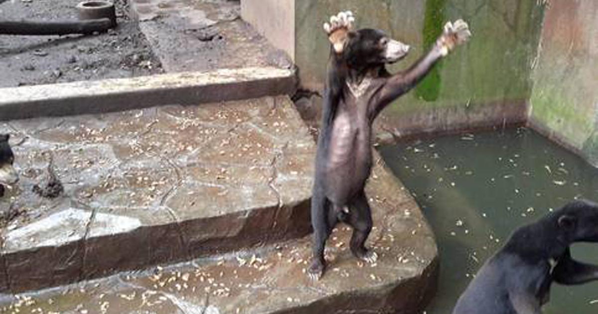 Dare loro il cibo e le cure veterinarie appropriate agli orsi dello zoo indonesiano