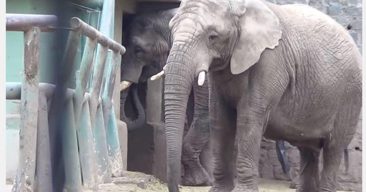 Liberemos a Dos Elefantes que Habitan en un Pequeño Espacio del Zoológico Metropolitano de Chile