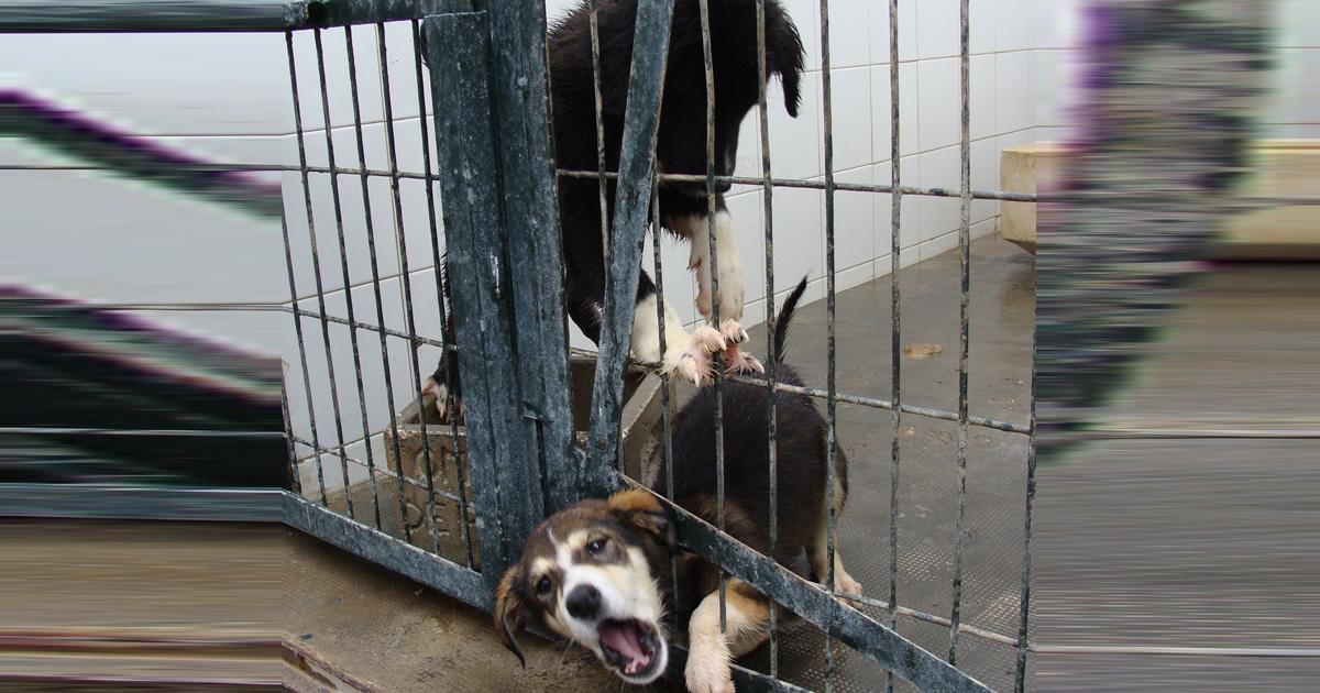 Fomento educativo a entrenamiento de calidad para animales de rescate