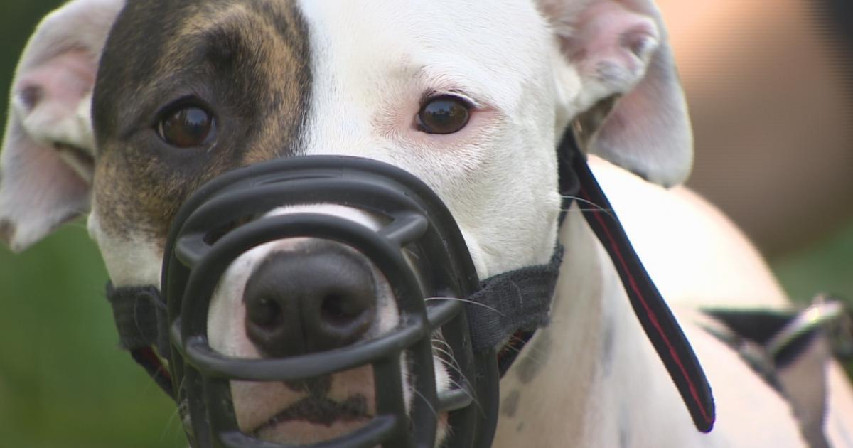 Detener el odio hacia los pitbulls, dejen de amordazar a nuestros perros, esto está mal