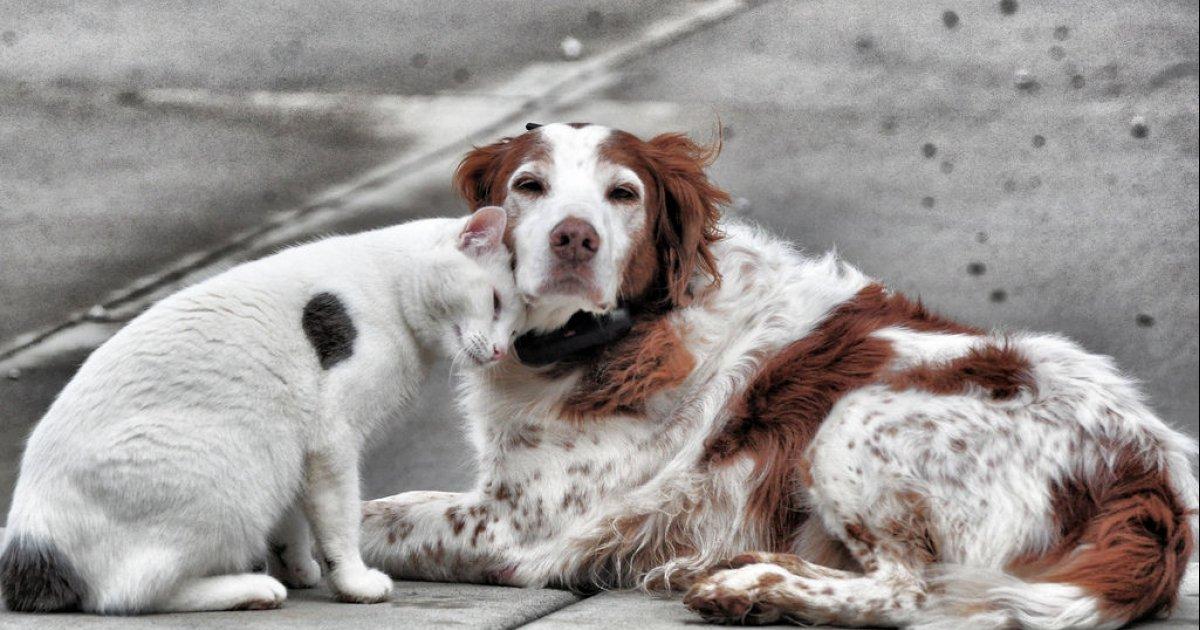 Veterinario para Castración de Perros y Gatos