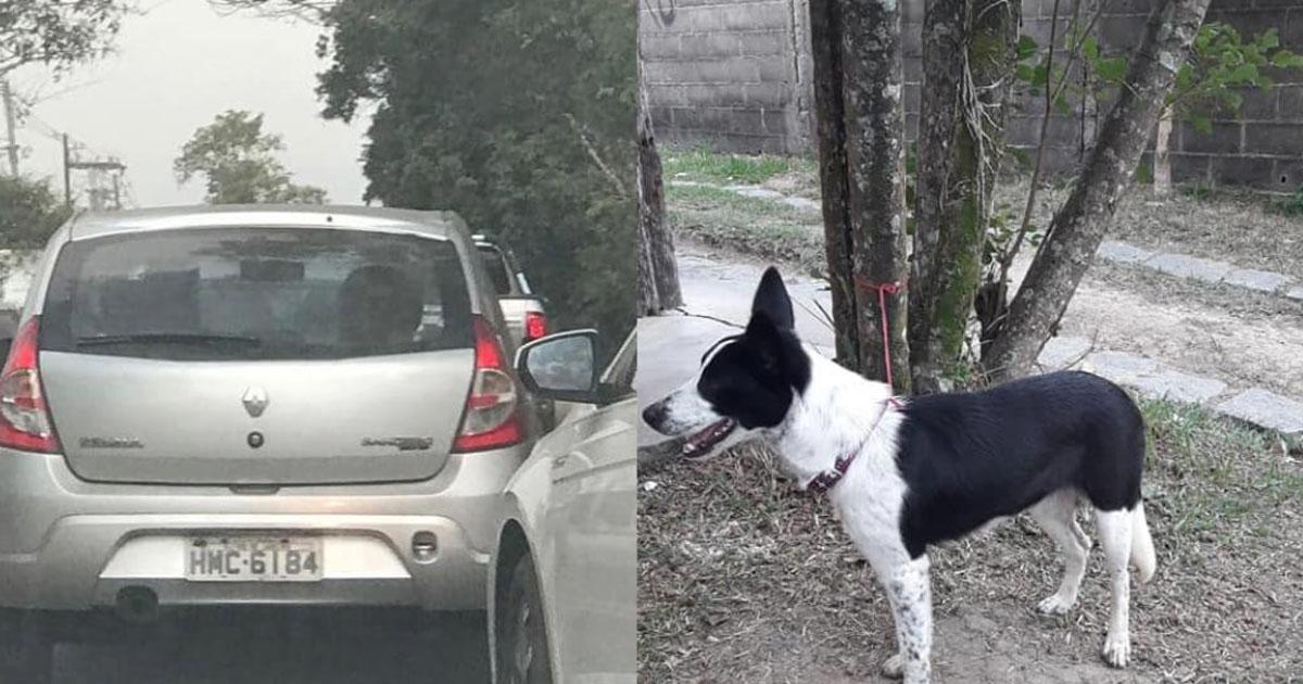 Castigar a quien comete abandono de animales