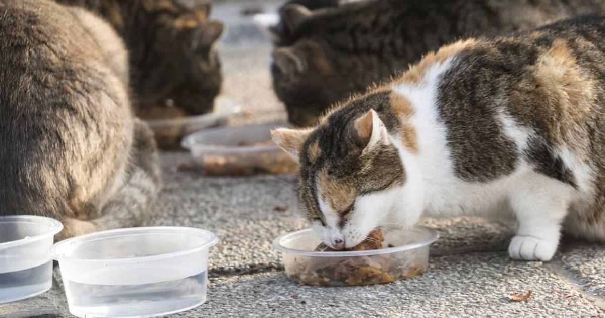 Que quiten la Ley de no poder alimentar y cuidar a los perros y gatos abandonados