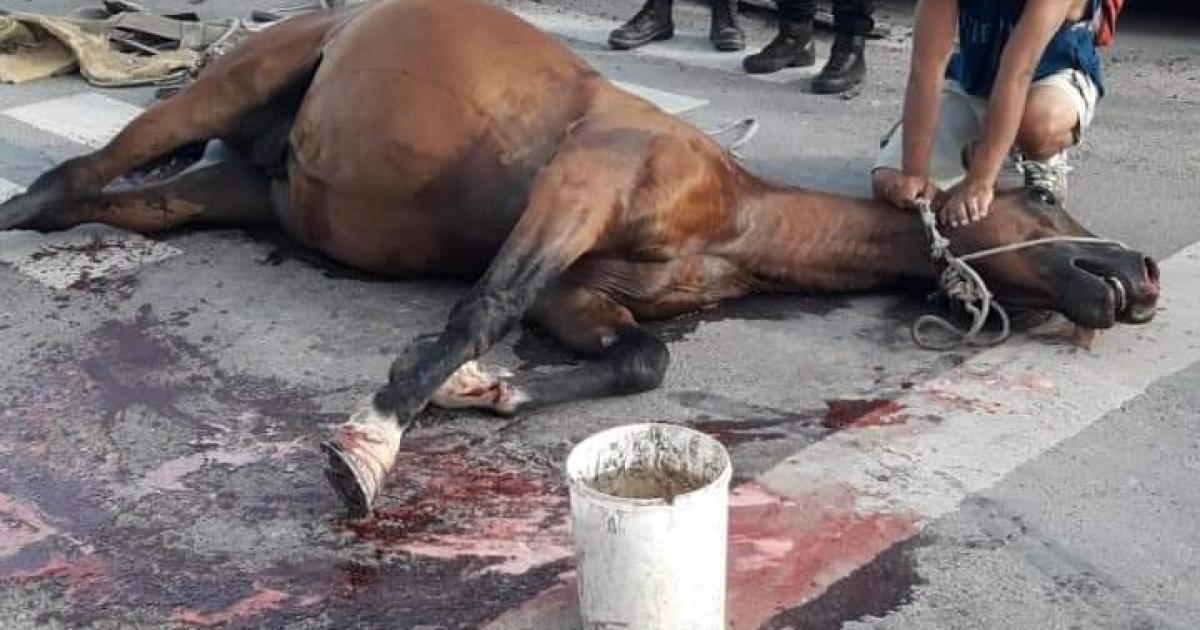 Erradicar la tracción a sangre de los caballos EN TODA LA ARGENTINA