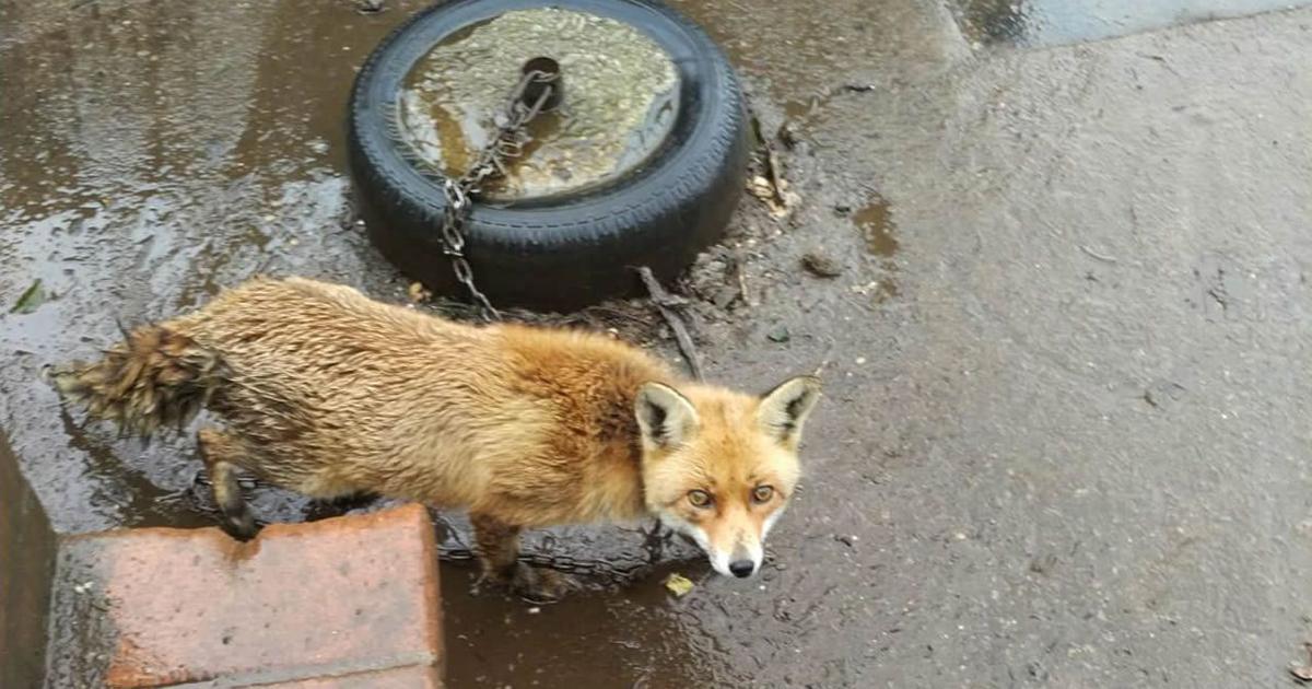 Que se prohíba tener animales silvestres atados en cadenas