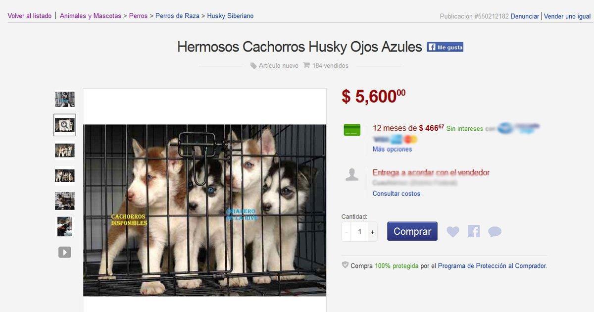 Stop selling animals in websites (MercadoLibre, Segunda Mano)