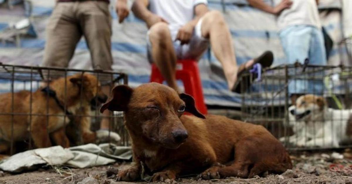 Prohibir el festival de solsticio de verano en China matando perros y gatos para comérselos!