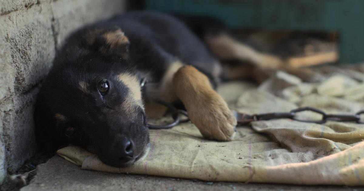  Salvemos a los perros, que no se aten en las puertas o entrada de cortijos o almacenes. como vigilantes de la propiedad