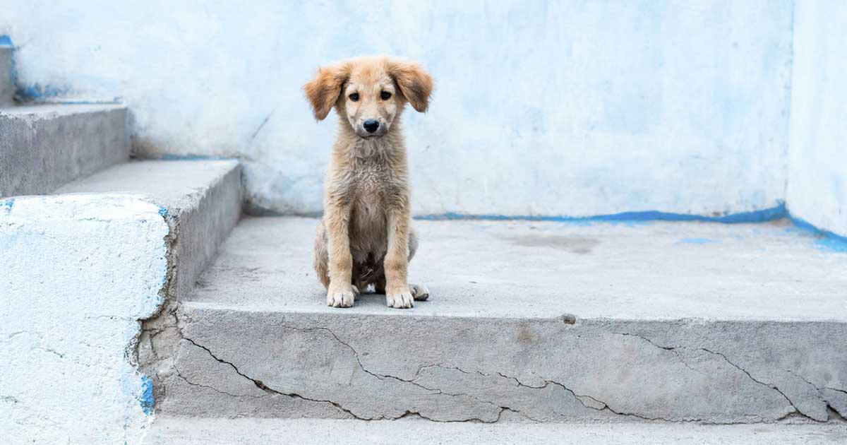 Que las autoridades operen a los animales callejeros