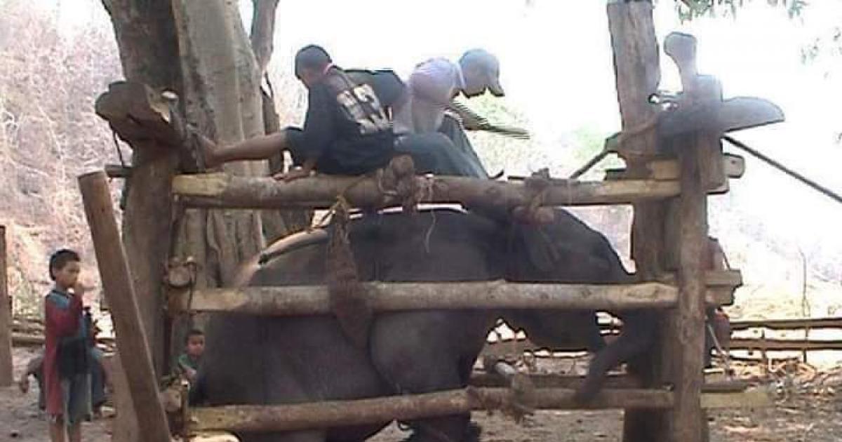 Maltrato a los elefantes a causa de los turistas