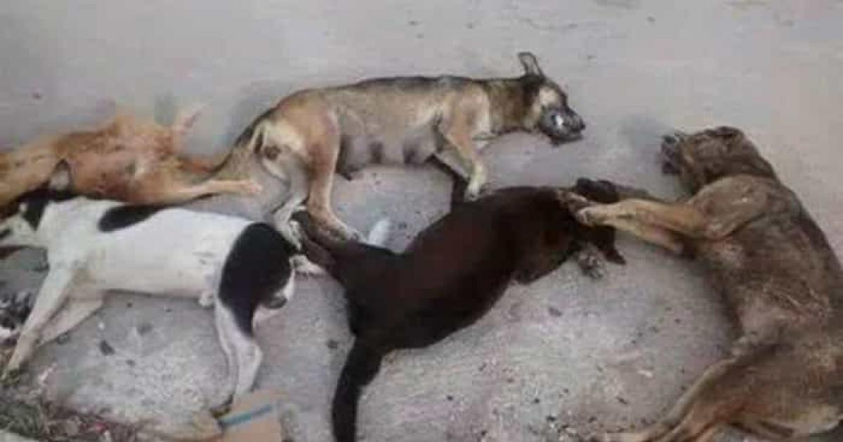 Investigate and punish the criminals who are poisoning dogs, in Nueva Rosita, in Colonia INFONAVIT