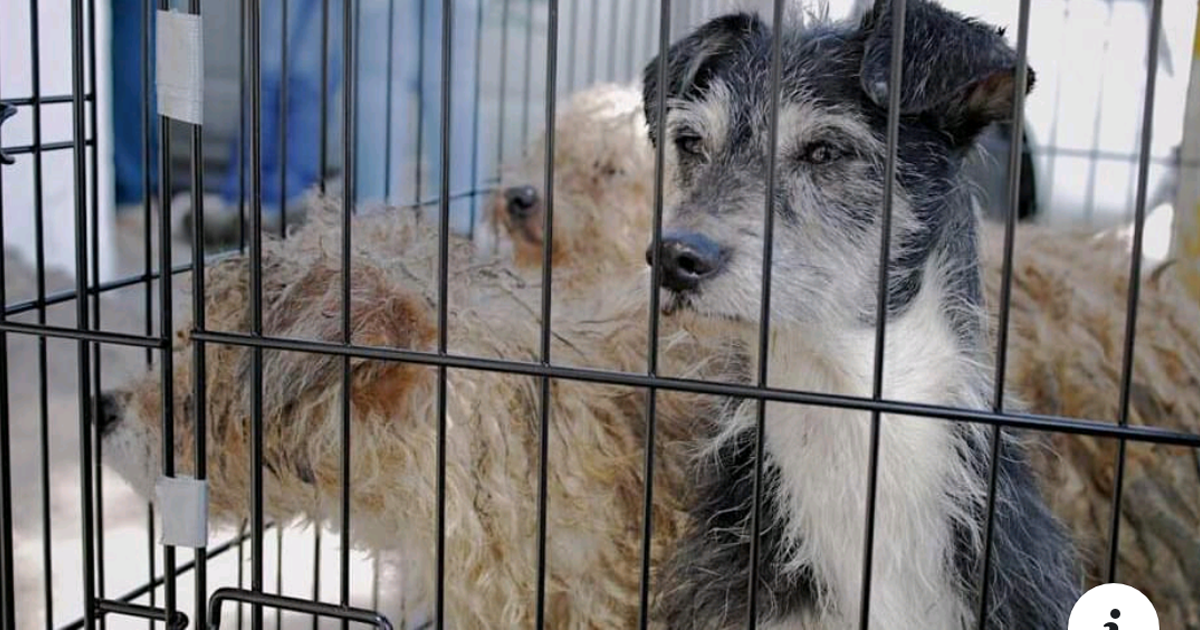 Qué tiendas de mascotas dejen de vender perros de raza y den en adopción animales rescatados!