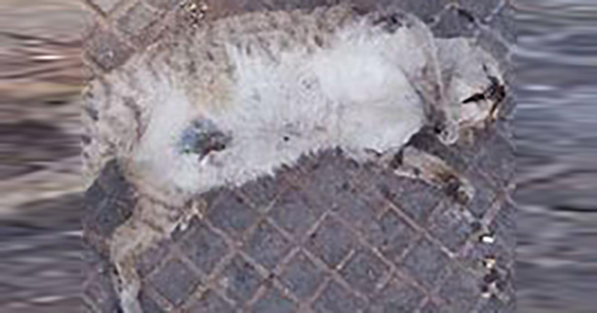 Investigar la sospechosa desaparición de gatos callejeros