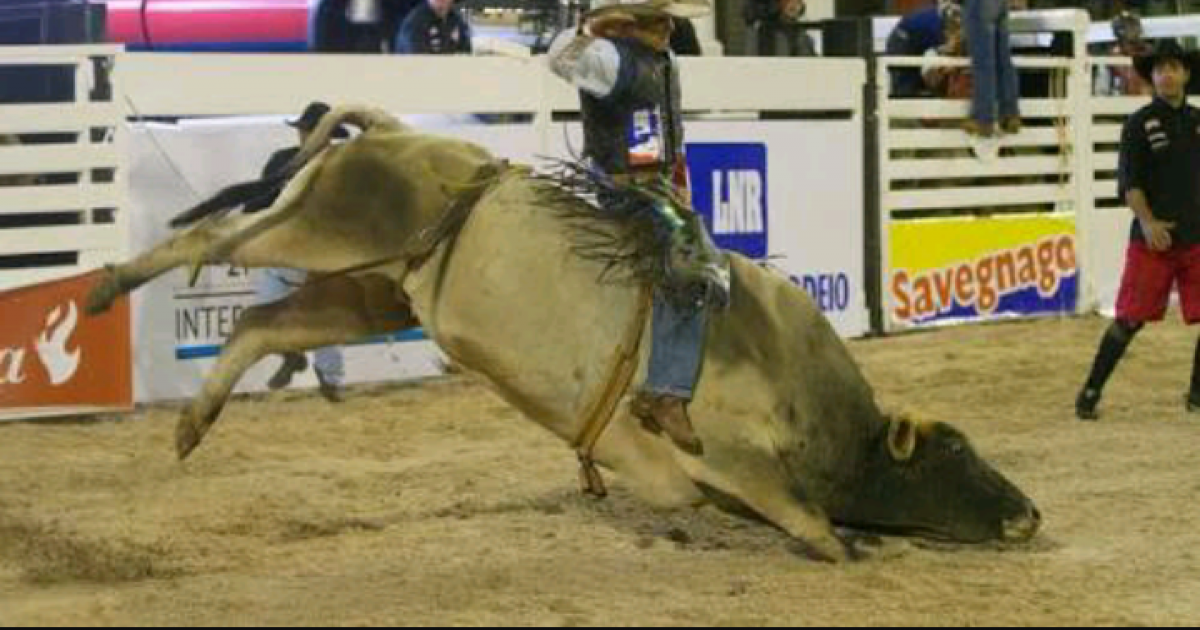 Salvar a los toros de los malos tratos