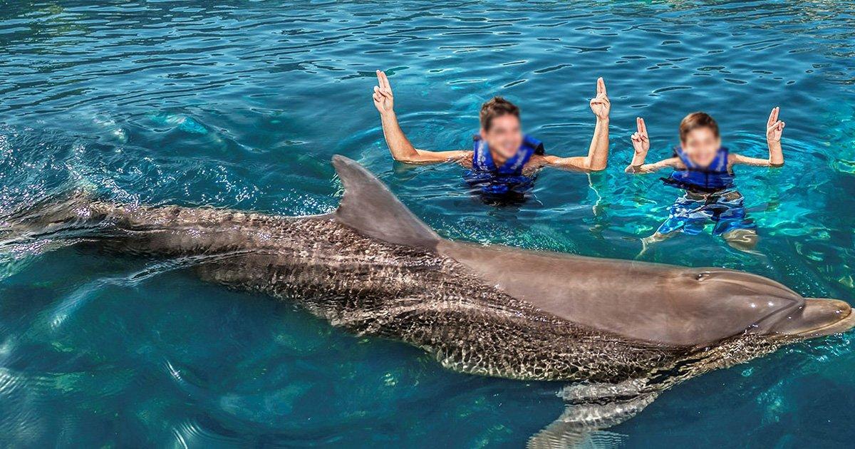 Liberar los delfines del Parque XCARET en Cancún