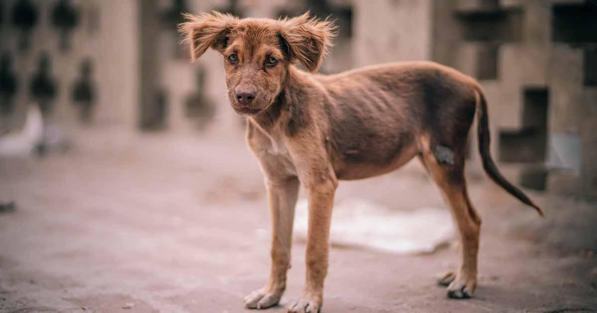 Que por favor se cumplan las Leyes para que no hayan mas maltratos de animales