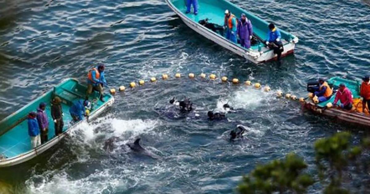 Penalizar y clausurar la caza de delfines en Taiji, Japón, y en otras partes del mundo donde realicen esta abominación