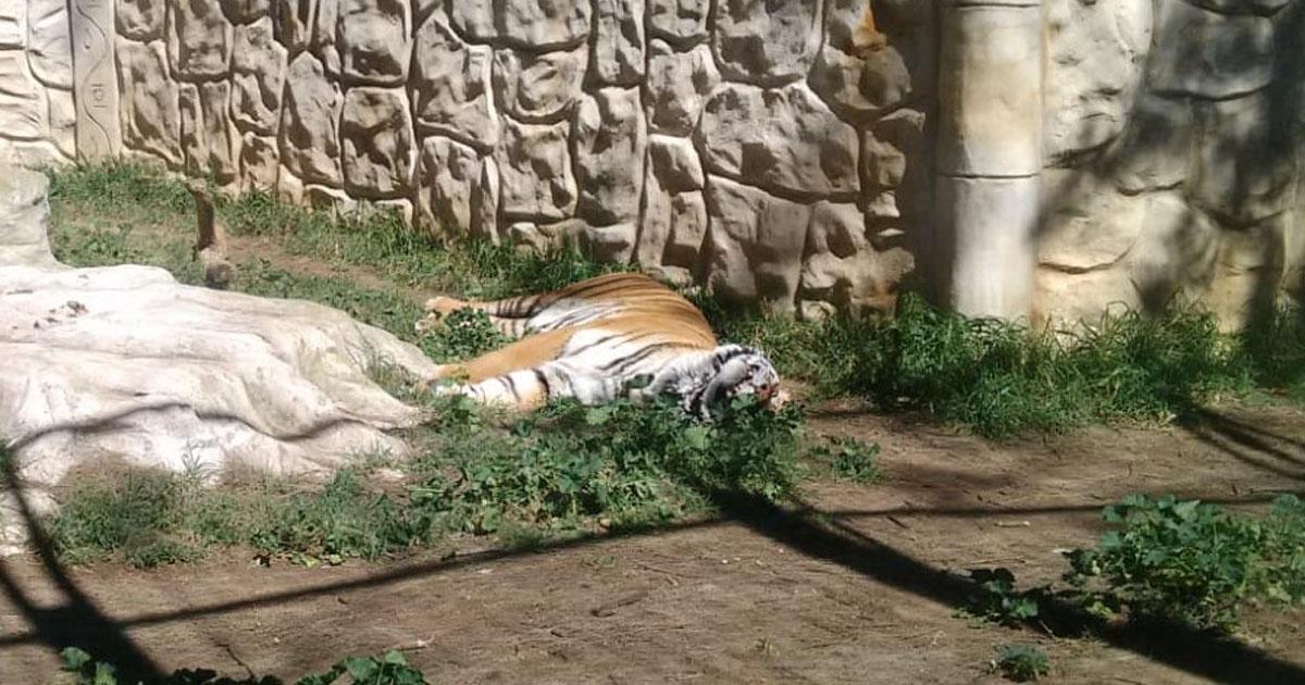 We denounce the chaotic situation in which there are several animals of Prudencio Navarro zoo in Ayamonte (Huelva)