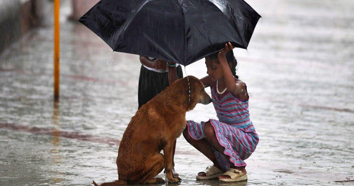 Salvemos a los Animales que Están Solos en las Calles. No Más Abandonos