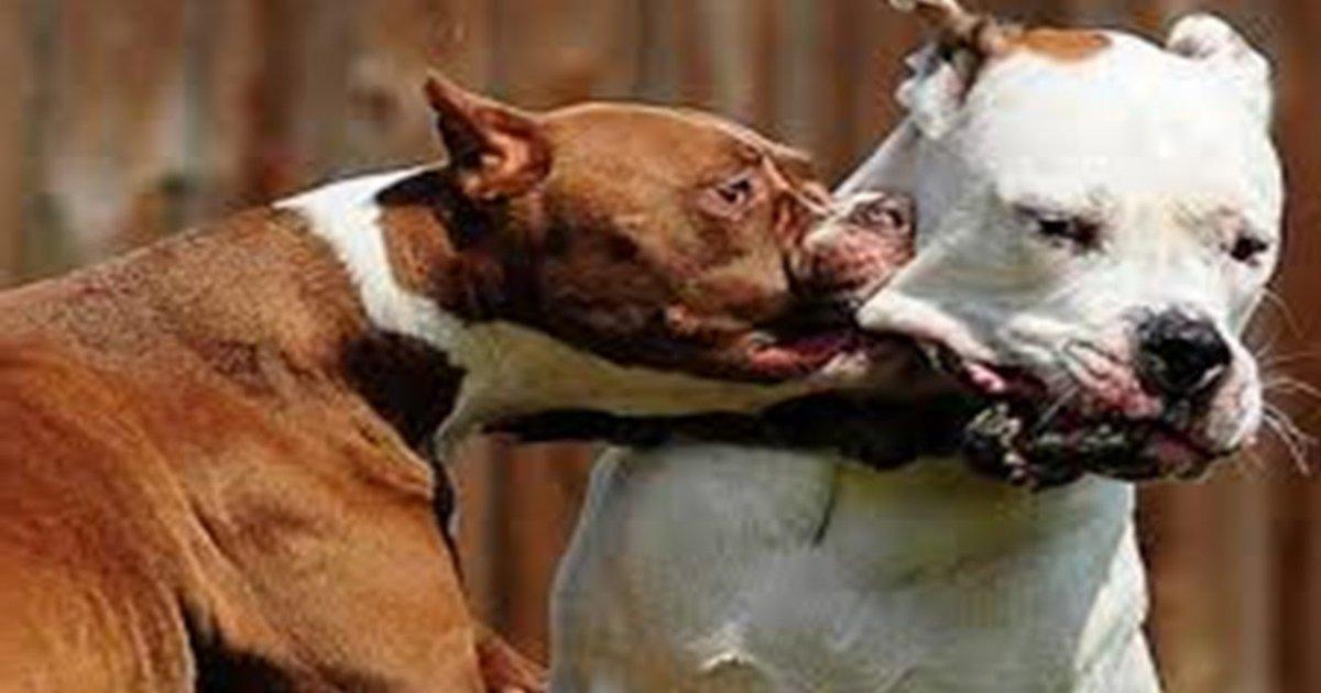 No more Pit Bulls dogfighting!
