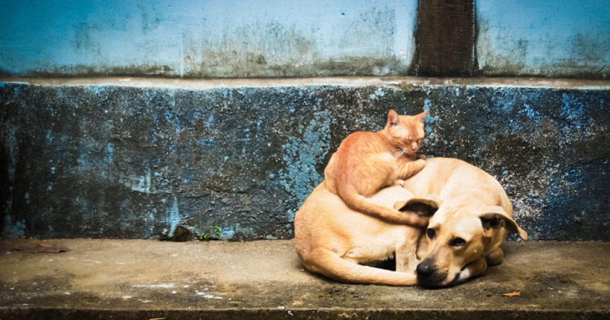 Tenencia responsable de mascotas: impuesto municipal a la tenencia de animales y programas de castración