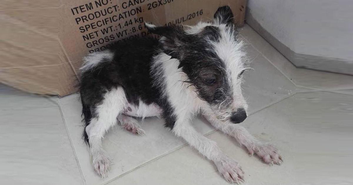 Justicia por este perrito golpeado. Cumplir con la Ley de Maltrato Animal generada en Colombia