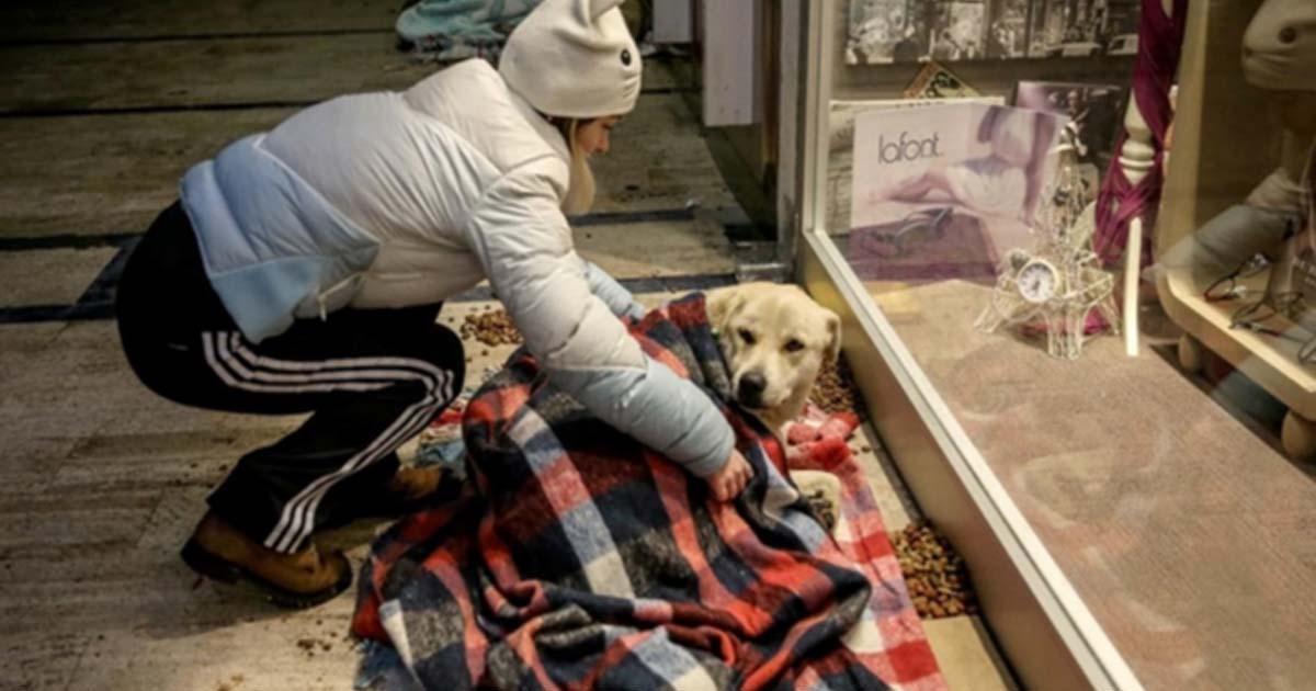 Creen una oficina o área encargada del cuidado médico de animales (gatos y perros) abandonados