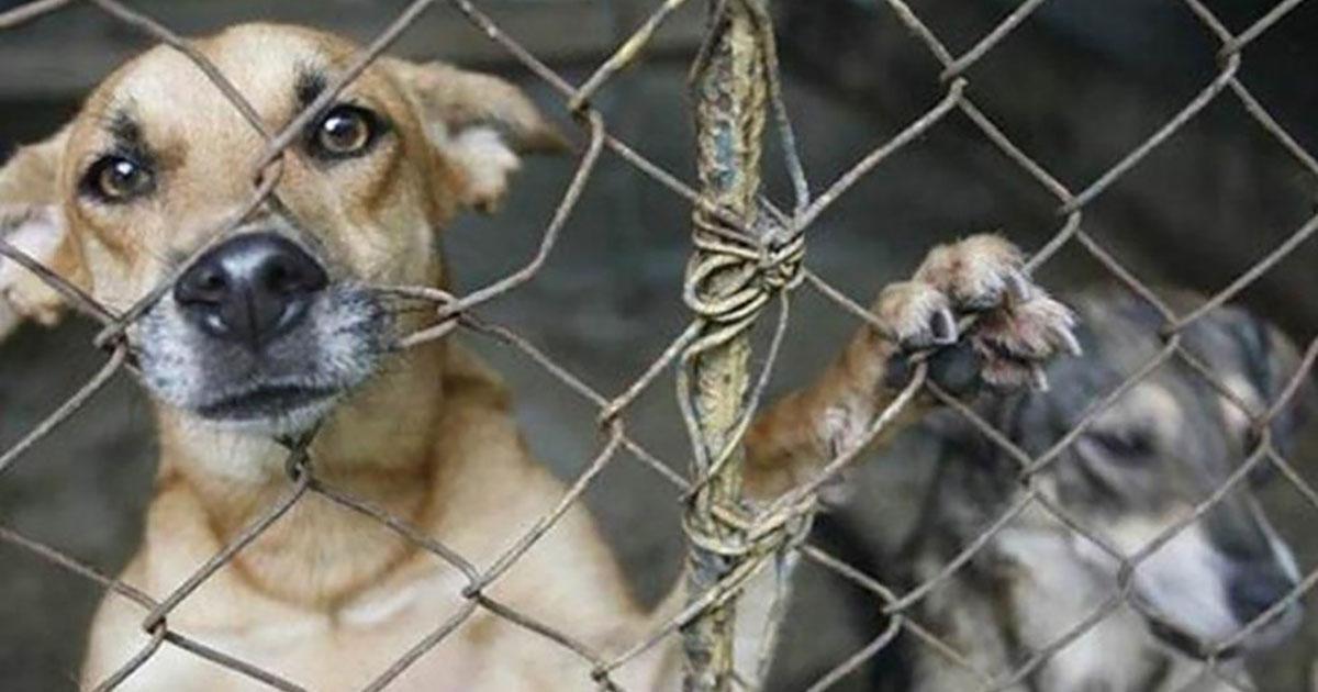 Que se cumpla la Ley contra el maltrato animal