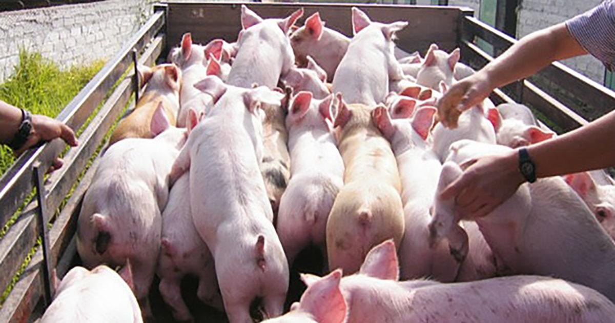 Multas y prisión contra productores que maltraten a los cerdos