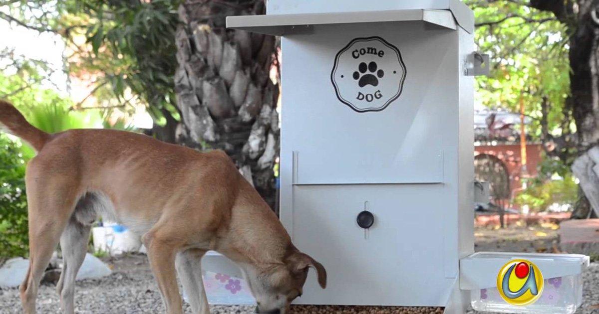 Distributori di cibo automatici per cani randagi lungo le strade