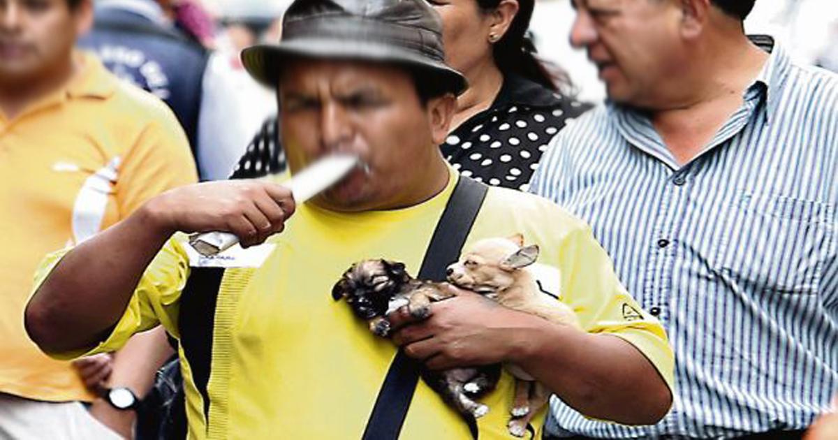 Prohibir la venta de mascotas en malas condiciones