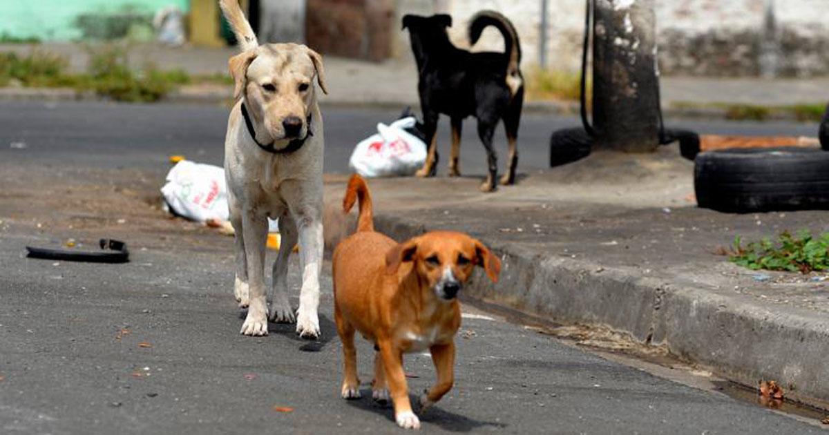 Rescatemos a los felinos y caninos abandonados en todo Guayaquil 