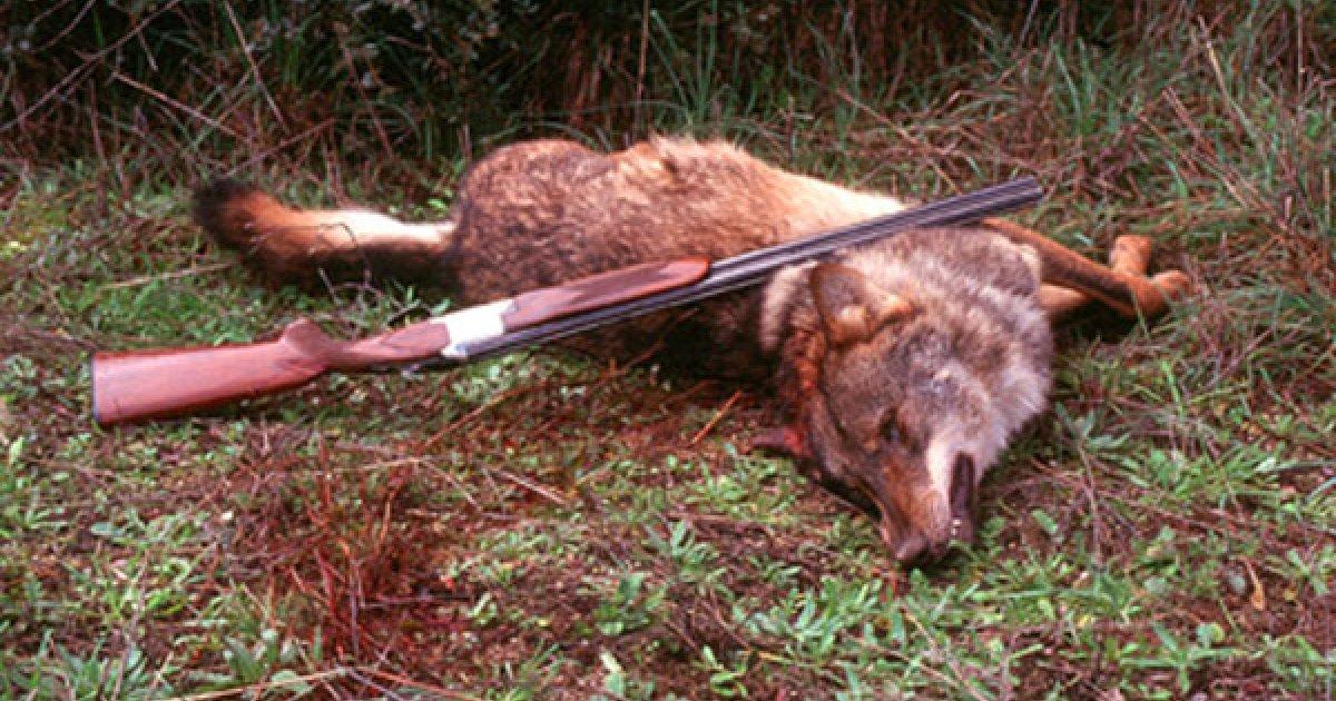 La caza del lobo estará prohibida en todo el país.