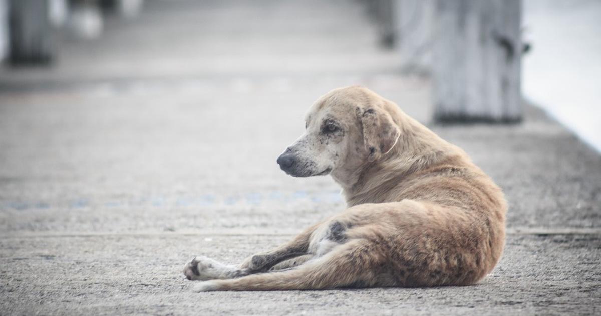 Ayuda, atención, castración y control para los perros callejeros de Pirané