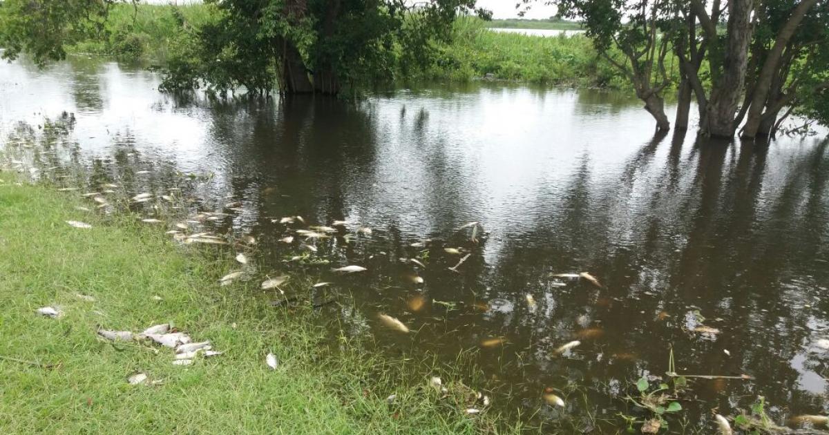 Que se investigue la mortandad de millones de peces en el Río Paraná