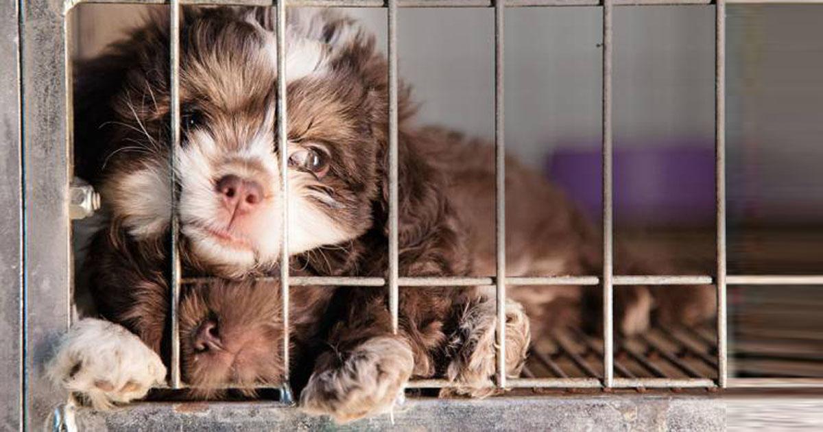 Approbation de la loi 60/2017 - Interdiction de l'exposition d'animaux dans les animaleries et réglementation des sites de reproduction
