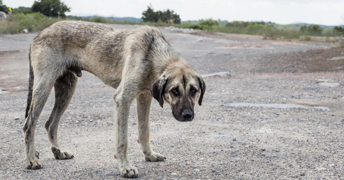 Punishment for those who mistreat animals