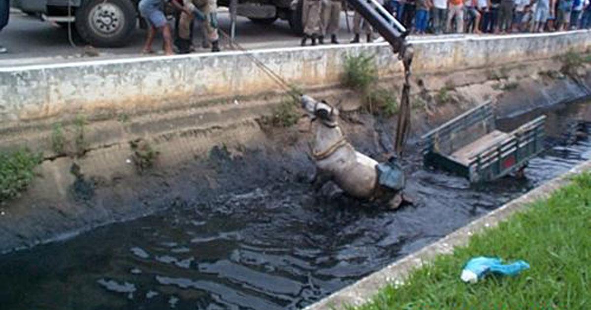 Prohibit the horse-drawn carts in Macaé -RJ