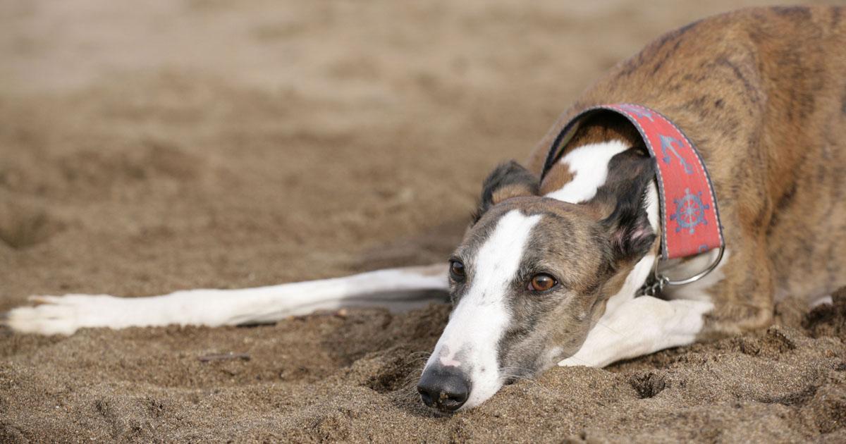 Salvemos a los galgos de quienes los están matando cruelmente en represalia a la Ley que prohíbe las carreras de perros