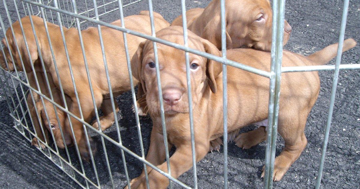 Arrêtez de vendre des animaux sur Internet!