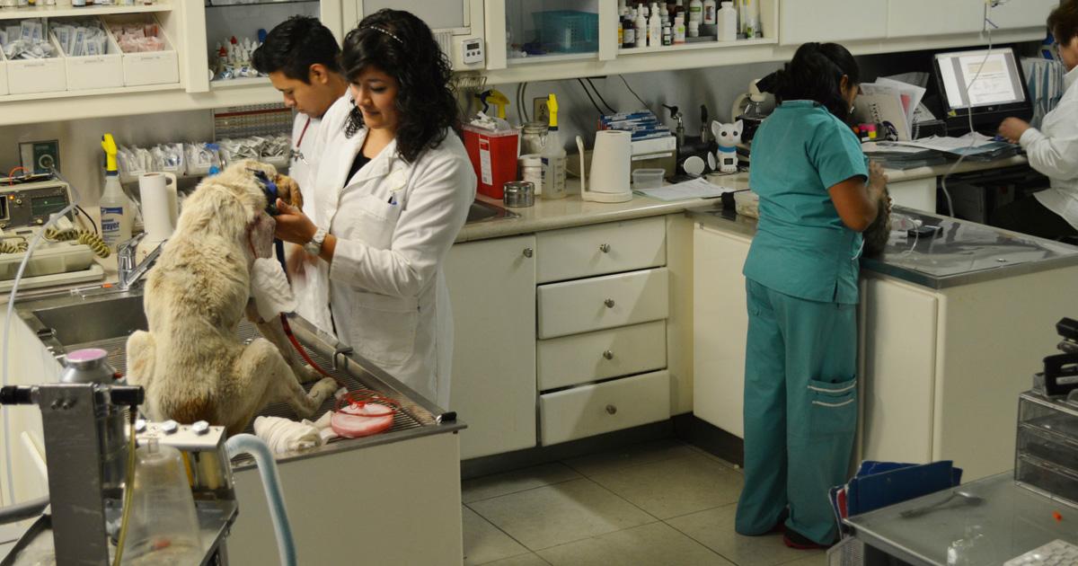 Necesitamos contar con hospitales veterinarios públicos en El Salvador y sus 14 departamentos