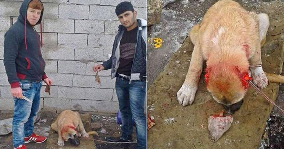 Punir toute personne qui maltraite un animal