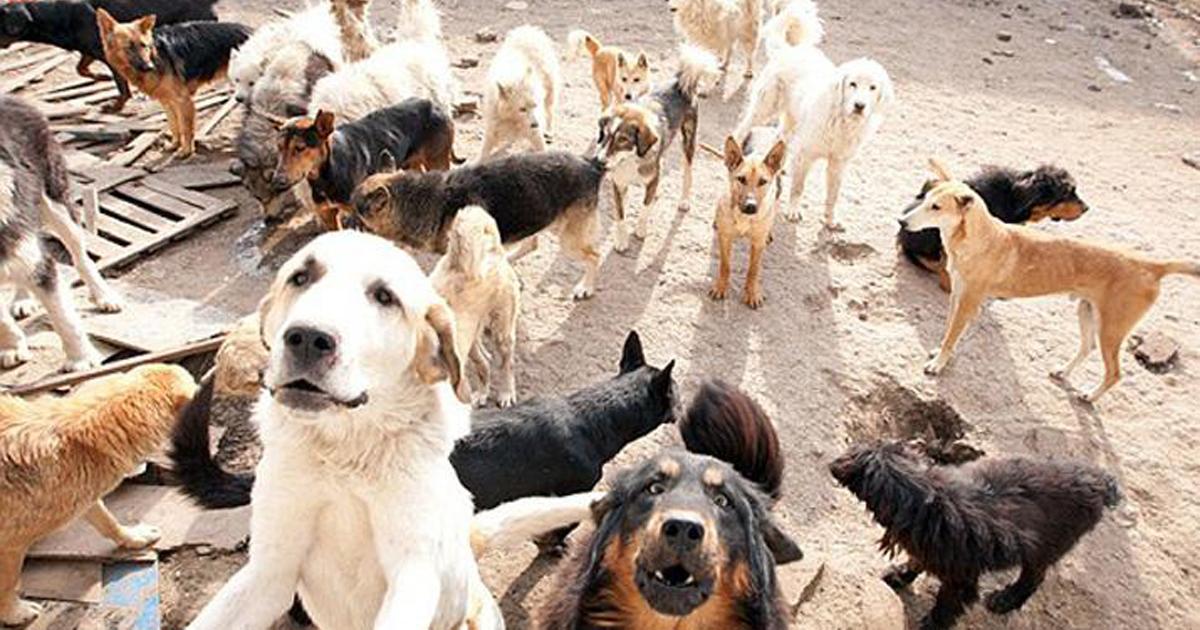 Alimentar a los animales de la Perrera Municipal de Esquel