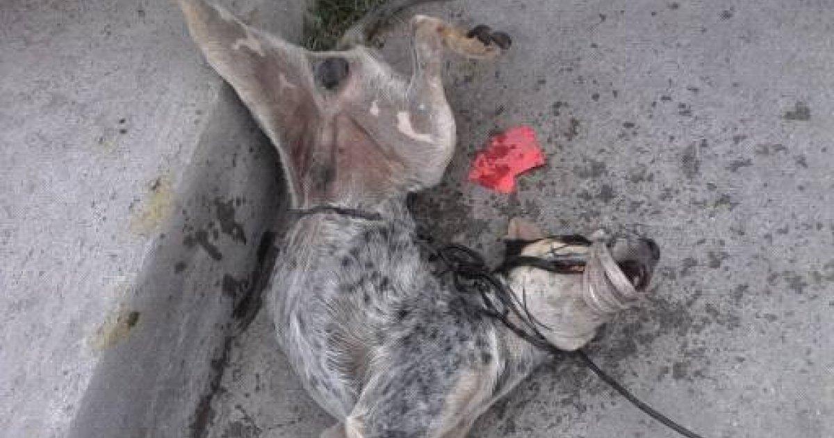 La répression à l'assassin qui a tué Cruellement et Impitoyablement un chien !!!!