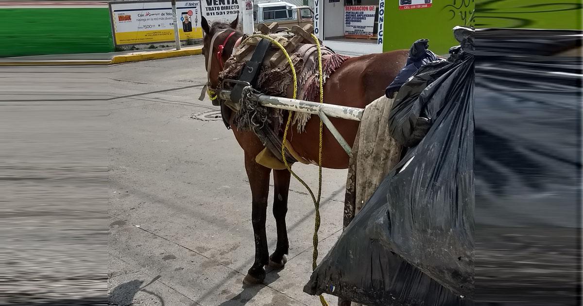 Sustitución de caballos por camiones