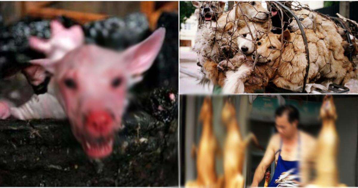 fin al de carne de perro en Yulin, China
