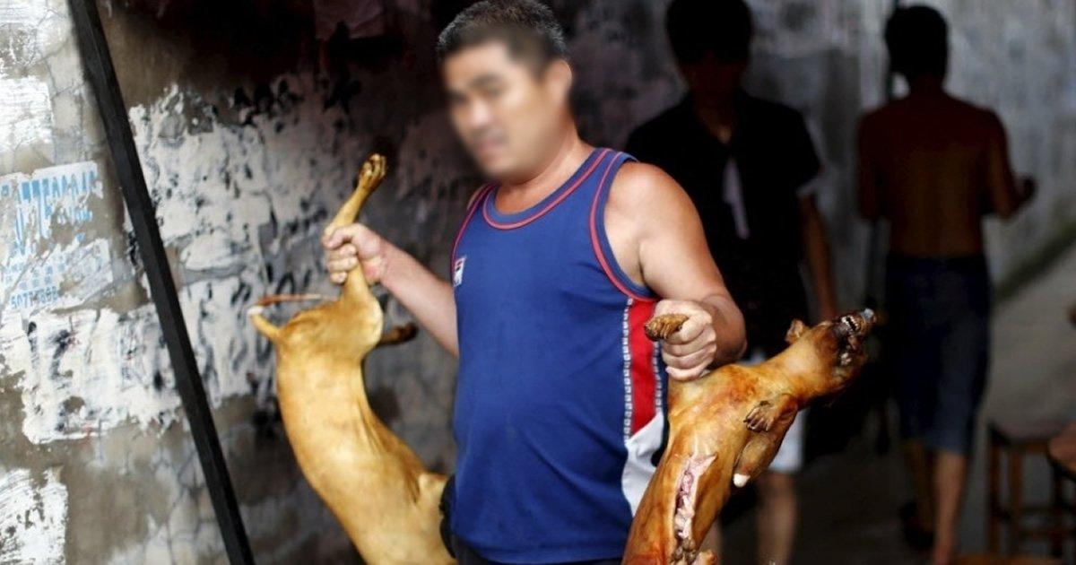 Parar a matança do festival de cão de carne na China