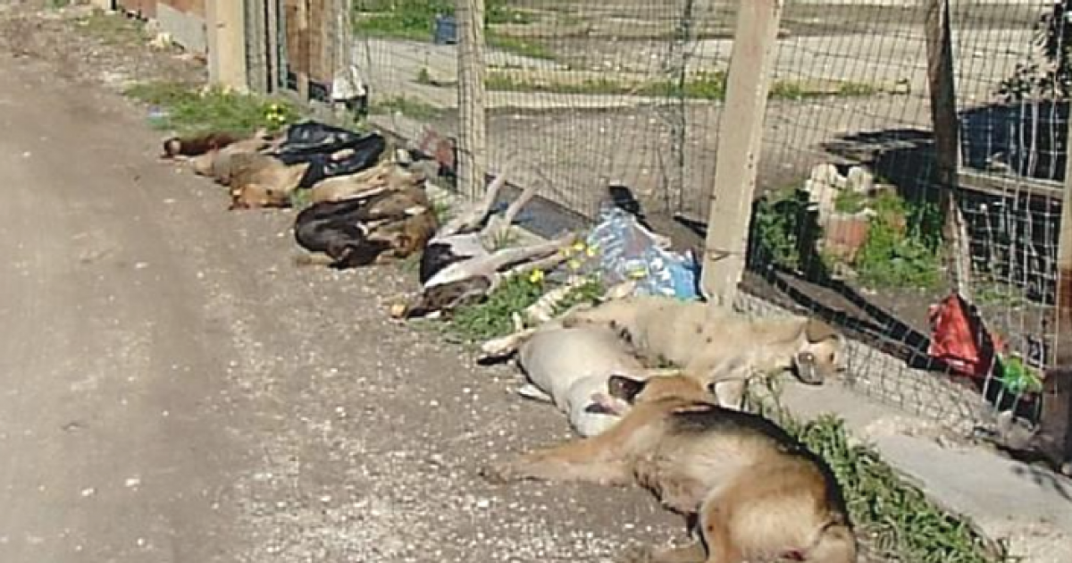 Cuarenta y seis perros envenenados y cuatro ahorcados en Sicilia