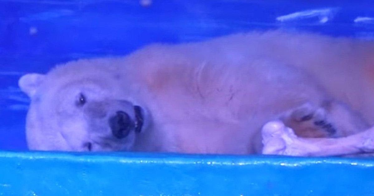 Sauvez l'ours polaire de Guangzhou